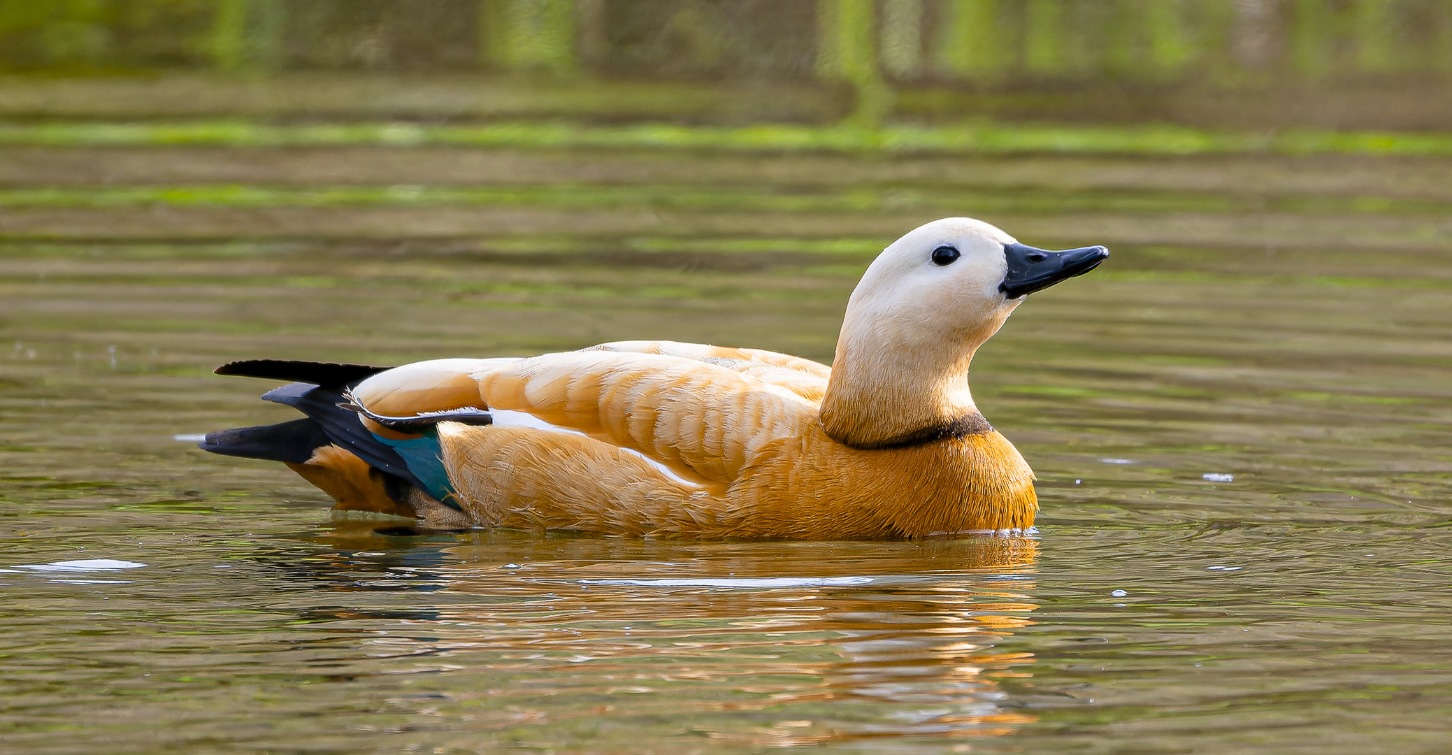 Die Rostgans meidet sich zurück