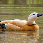 Die Rostgans meidet sich zurück