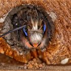 Die rostrote Mauerbiene beim Durchknabbern des Verschlussdeckels