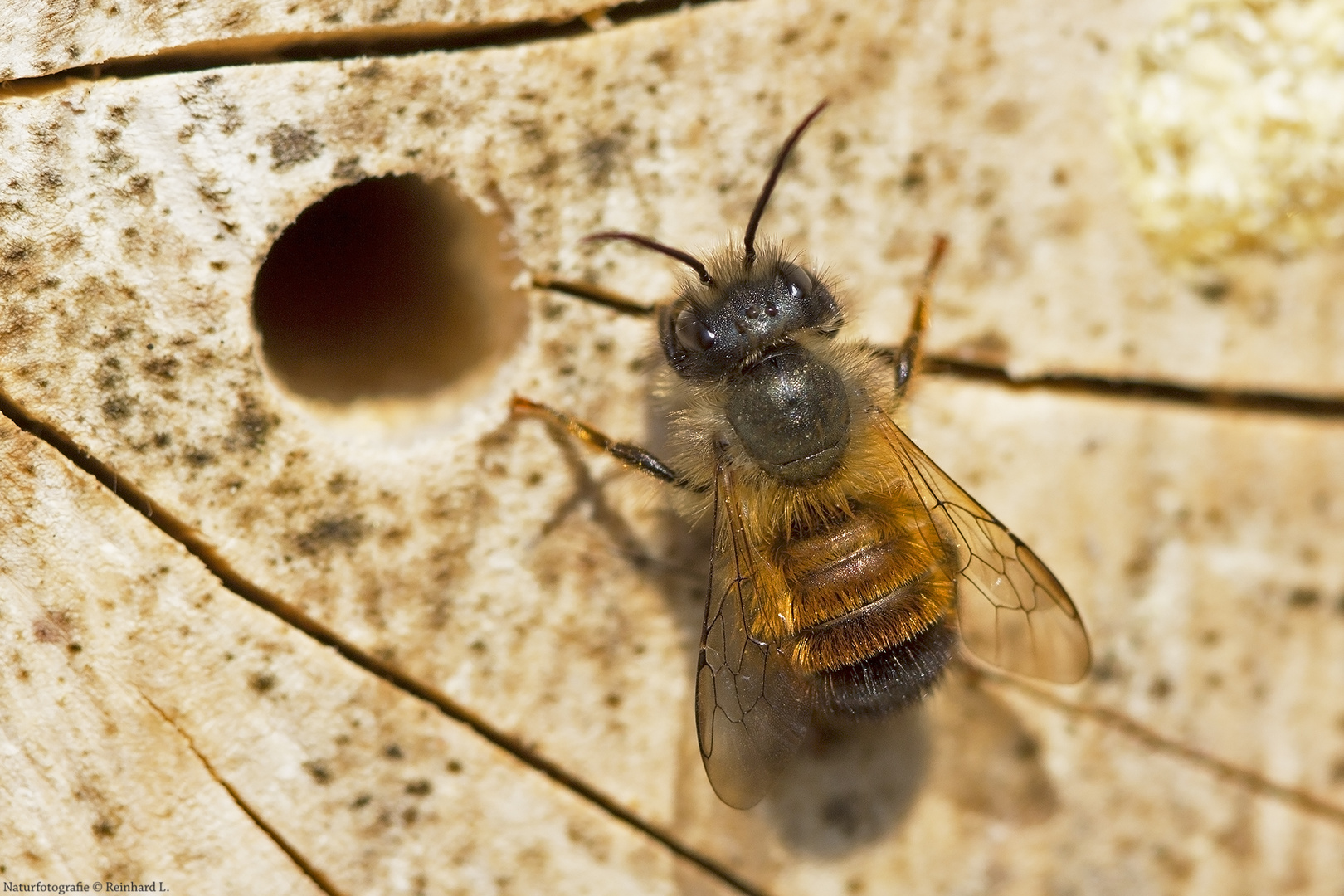  Die Rostrote Mauerbiene ist „Insekt des Jahres 2019“
