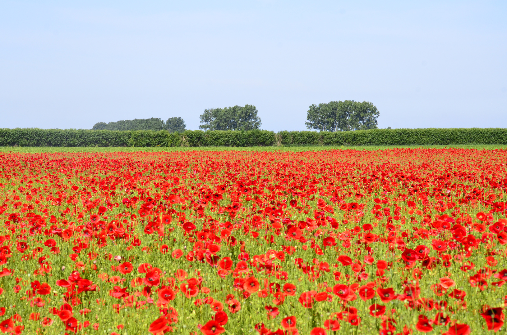 die rot grün blaue linie