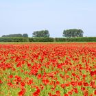 die rot grün blaue linie