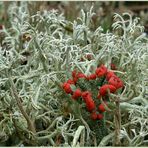 Die rot leuchtende Cladonia polydactyla...