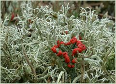 Die rot leuchtende Cladonia polydactyla...