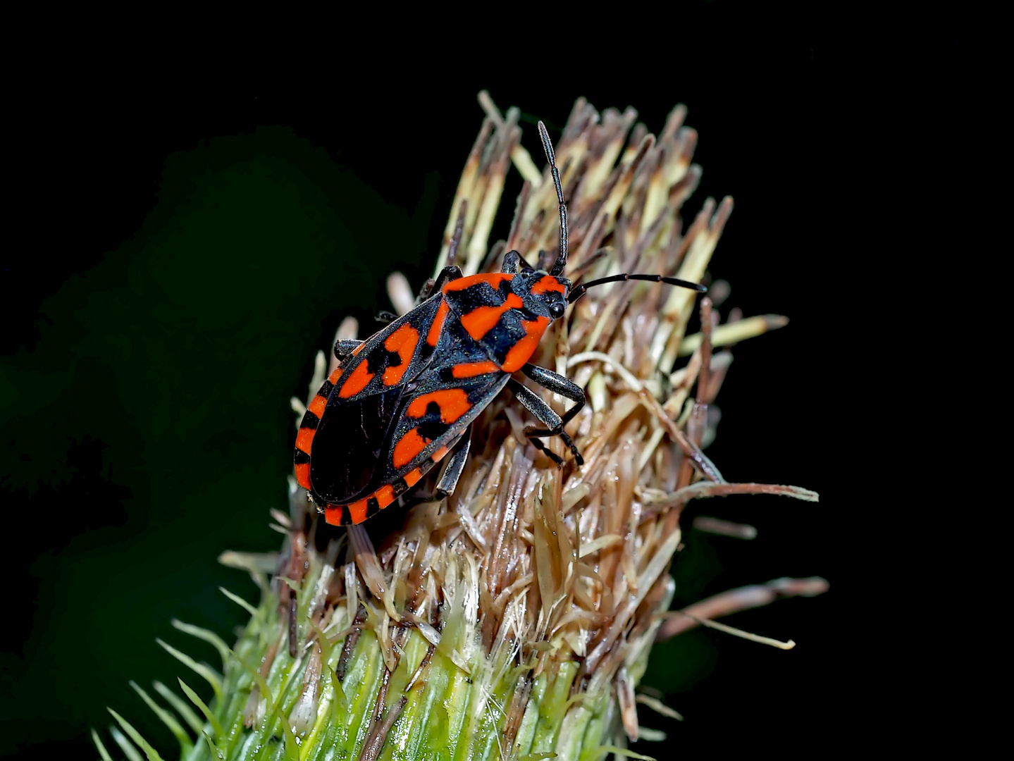 Die rot-schwarze Knappe (Spilostethus saxatilis)