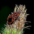 Die rot-schwarze Knappe (Spilostethus saxatilis)