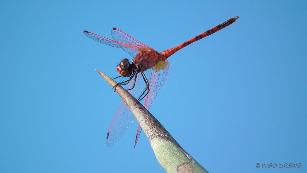 Die Rotader-Sonnenzeiger- Libelle...