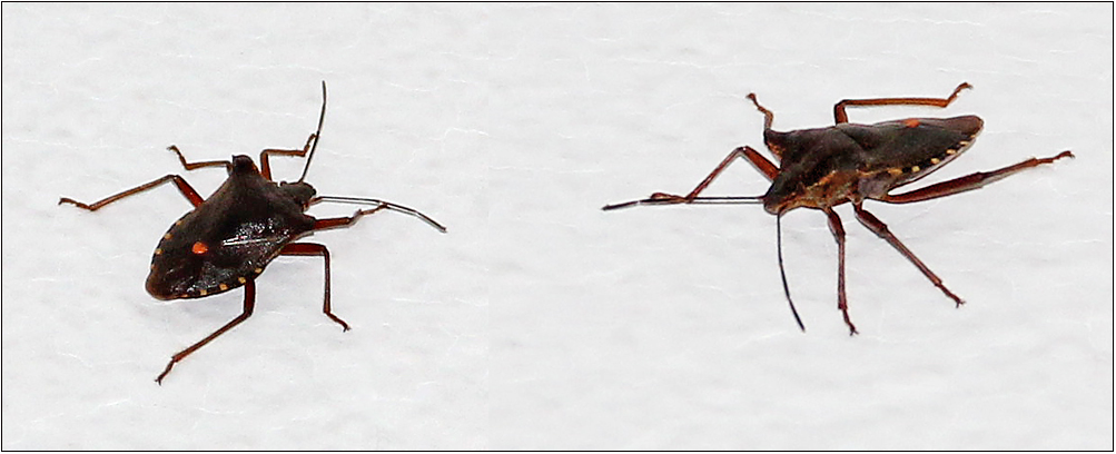 Die Rotbeinige Baumwanze (Pentatoma rufipes) ...