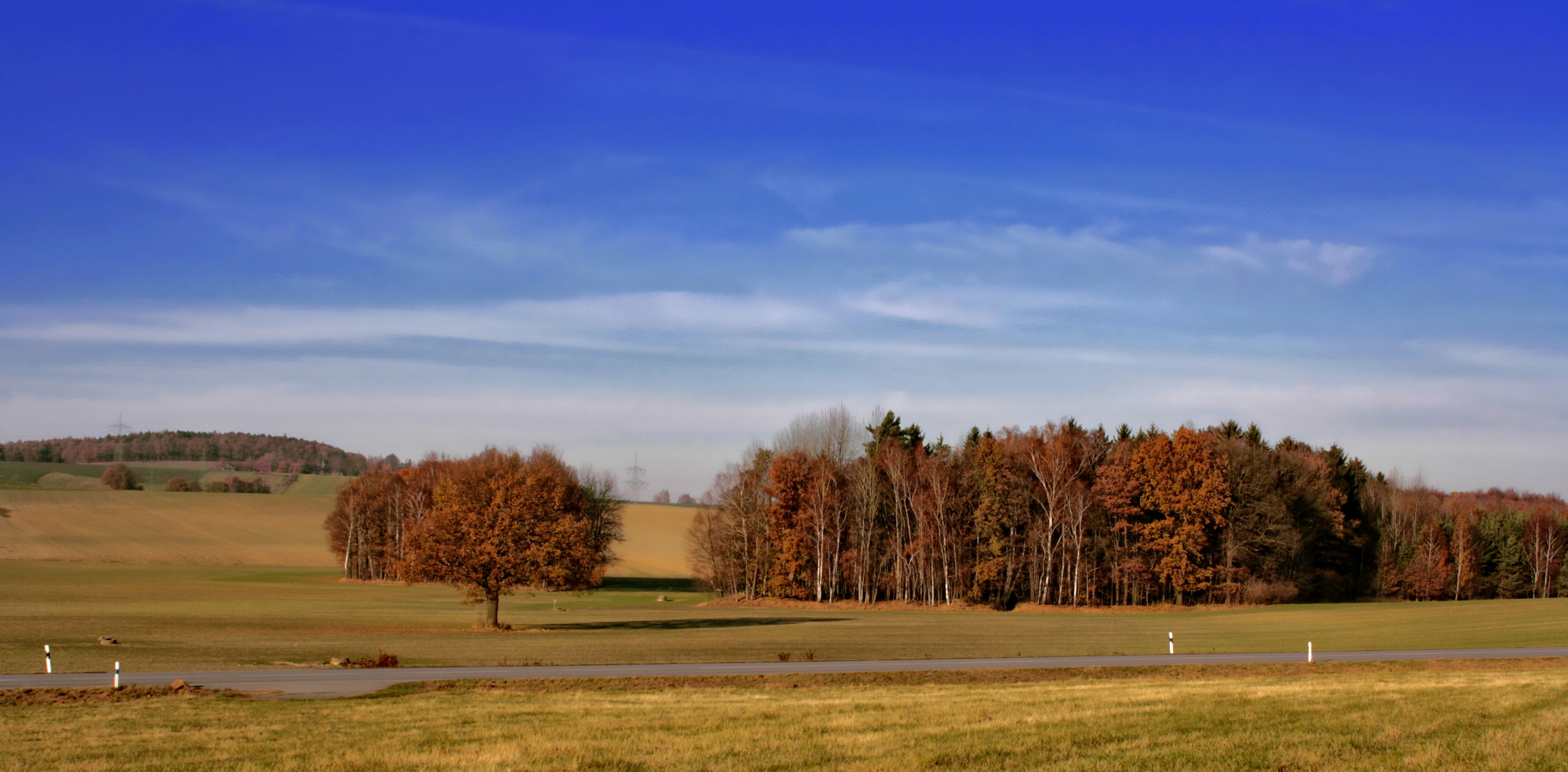 die rotbraunen