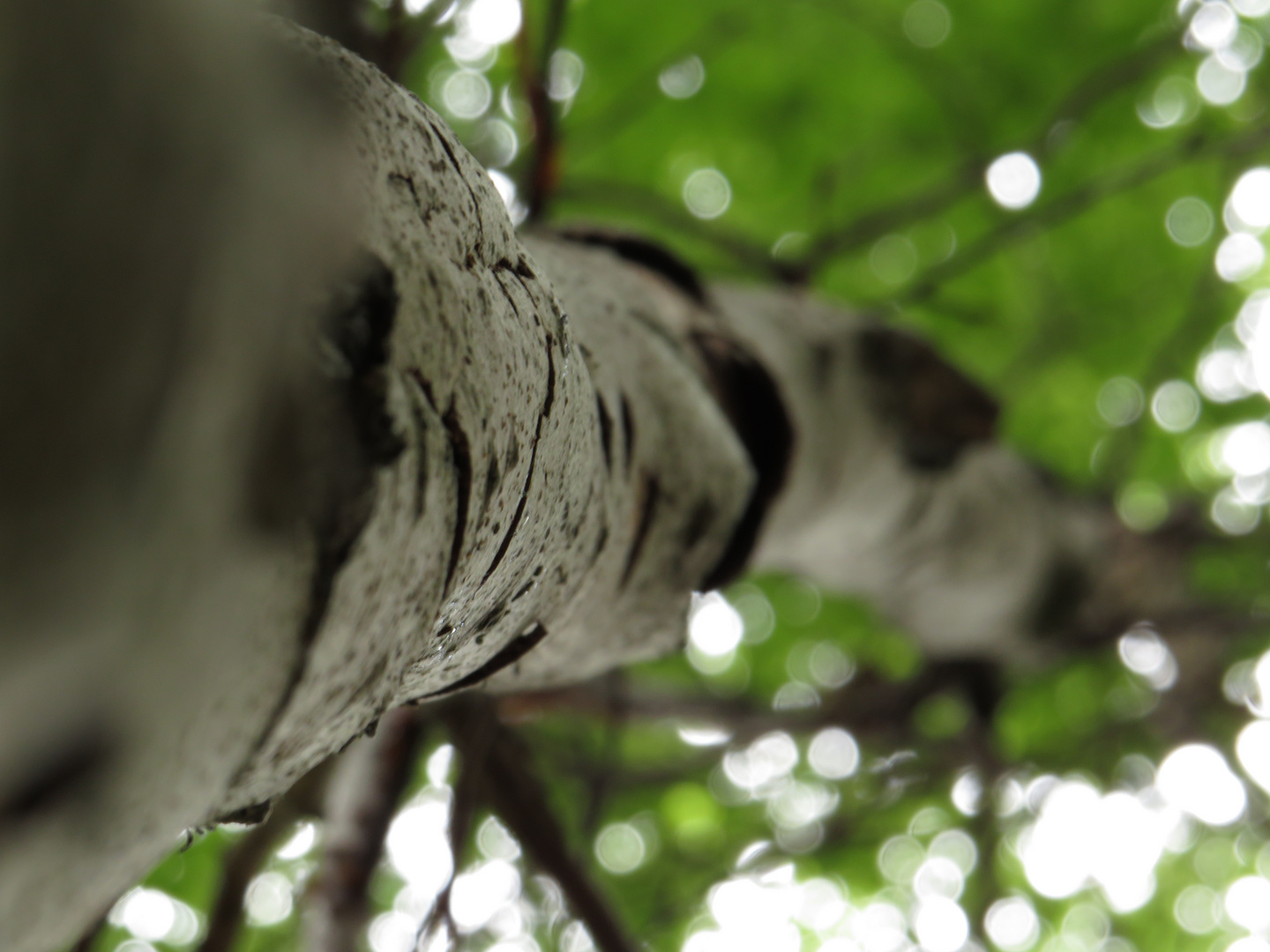 Die Rotbuch - Fagus sylvatica