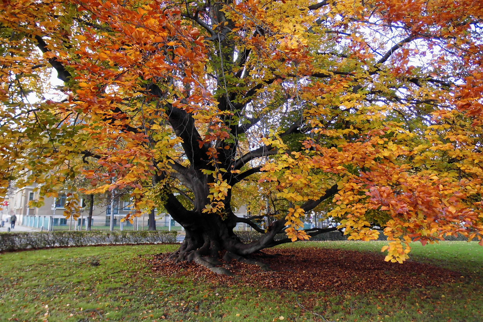 Die Rotbuche im Jahre 2014 im Herbst Foto & Bild landschaft