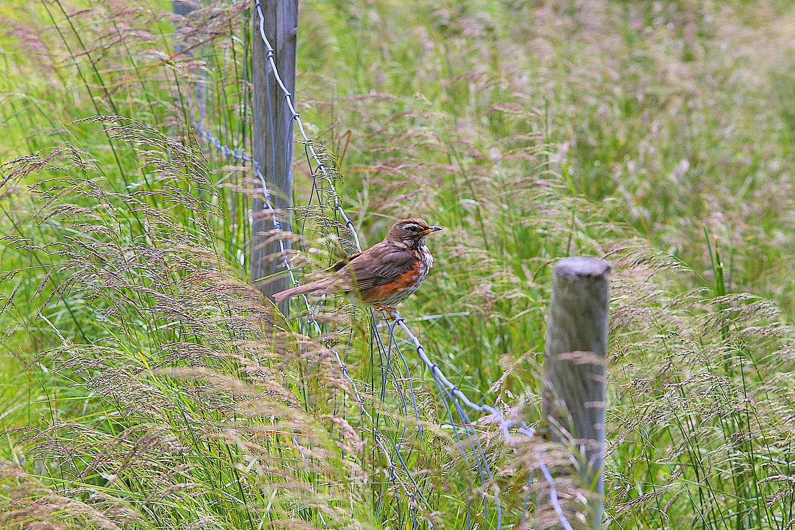 die Rotdrossel (Turdus iliacus) bei einem kurzen Zwischenhalt auf dem Zaun (Norwegen)