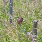 die Rotdrossel (Turdus iliacus) bei einem kurzen Zwischenhalt auf dem Zaun (Norwegen)