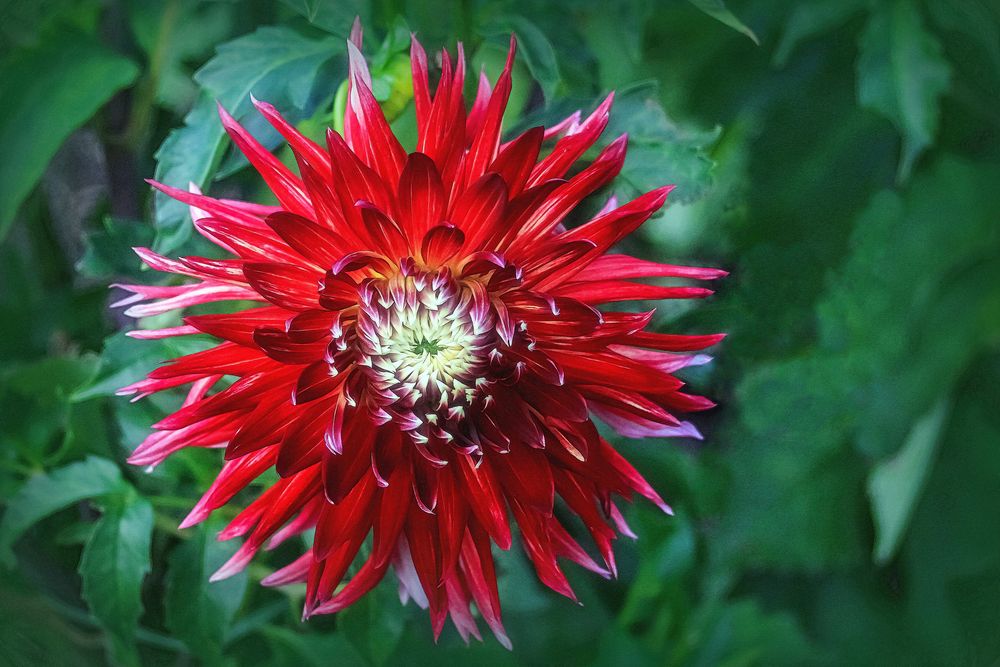 Die Rote Foto & Bild art, spezial, rot Bilder auf