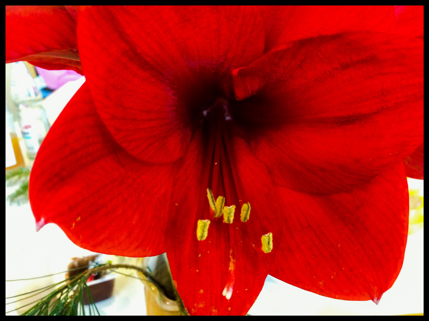 Die rote Amaryllis