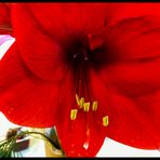 Die rote Amaryllis