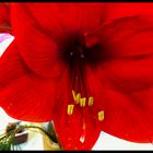 Die rote Amaryllis