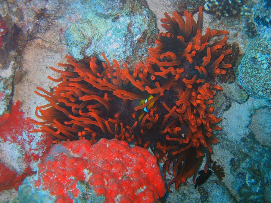 Die rote Anemone vom Woodhouse Reef (Straße von Tiran)