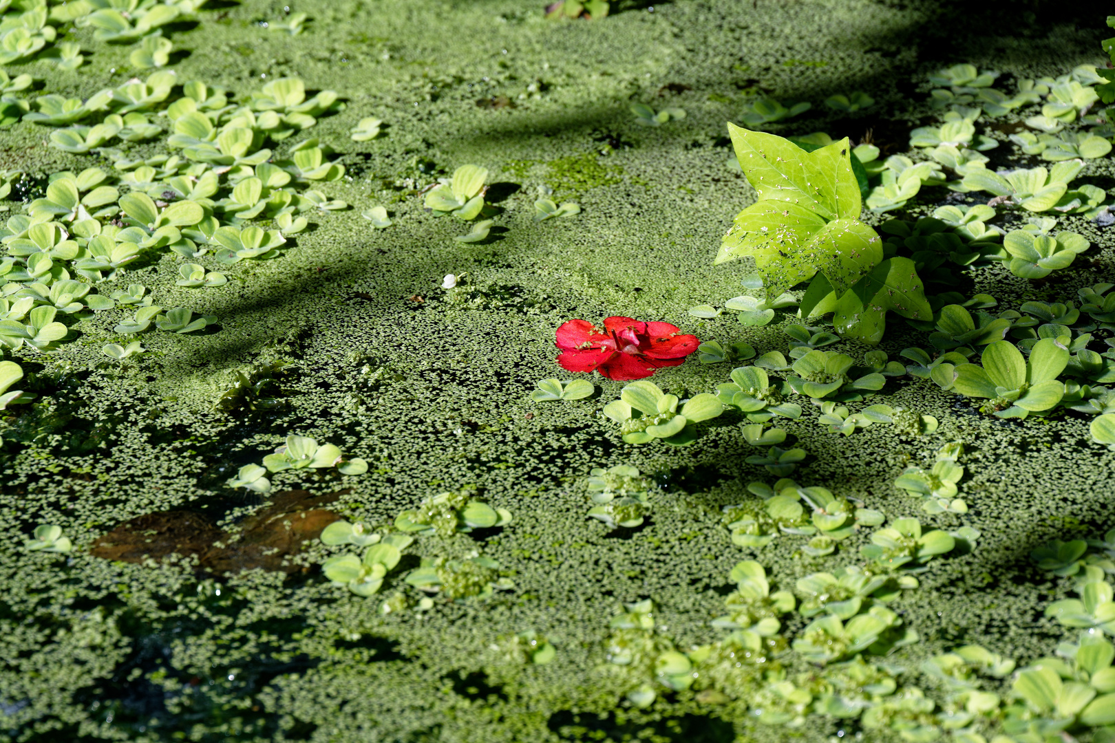 Die rote Blüte