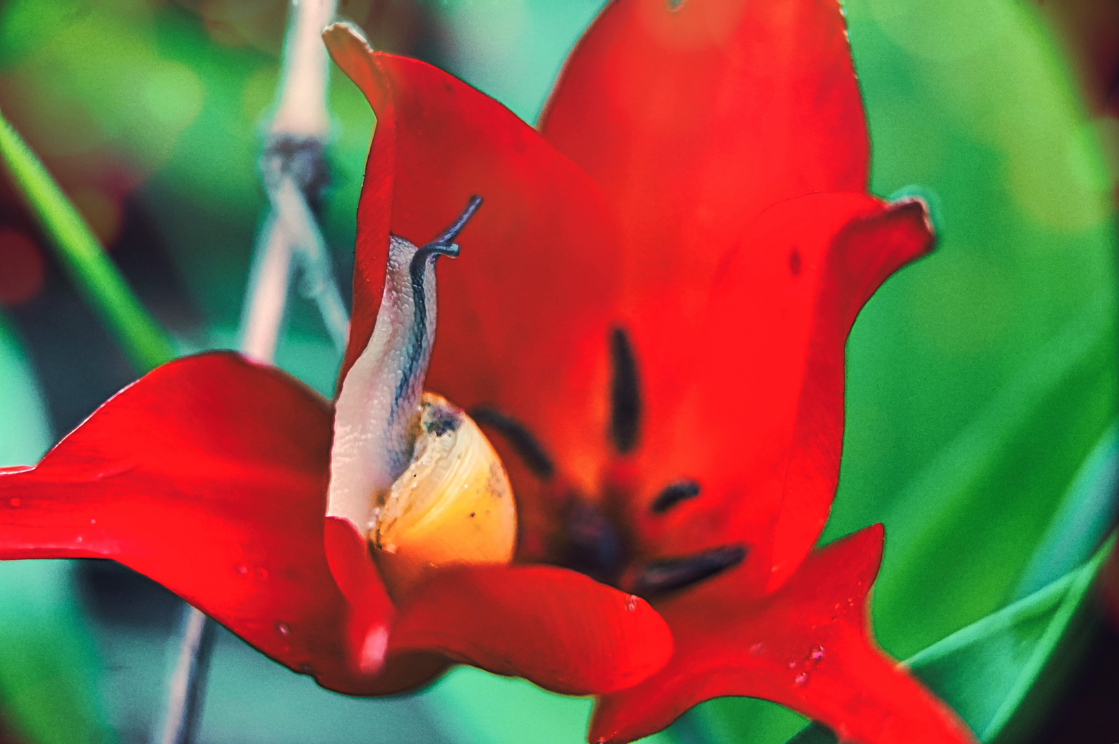 die rote Blüte