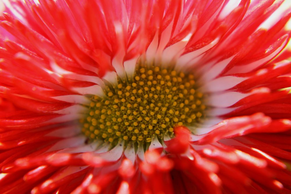 Die Rote Blüte von juliamica 