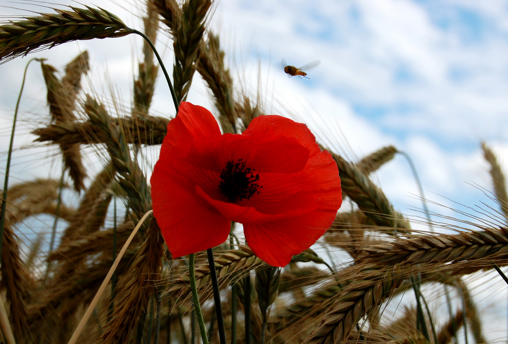 Die rote Blüte