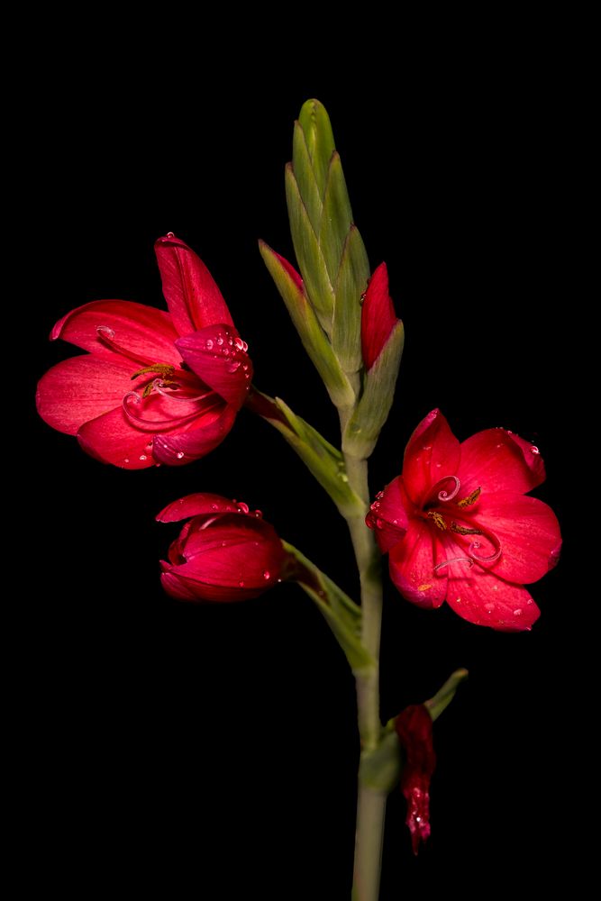 Die rote Blume