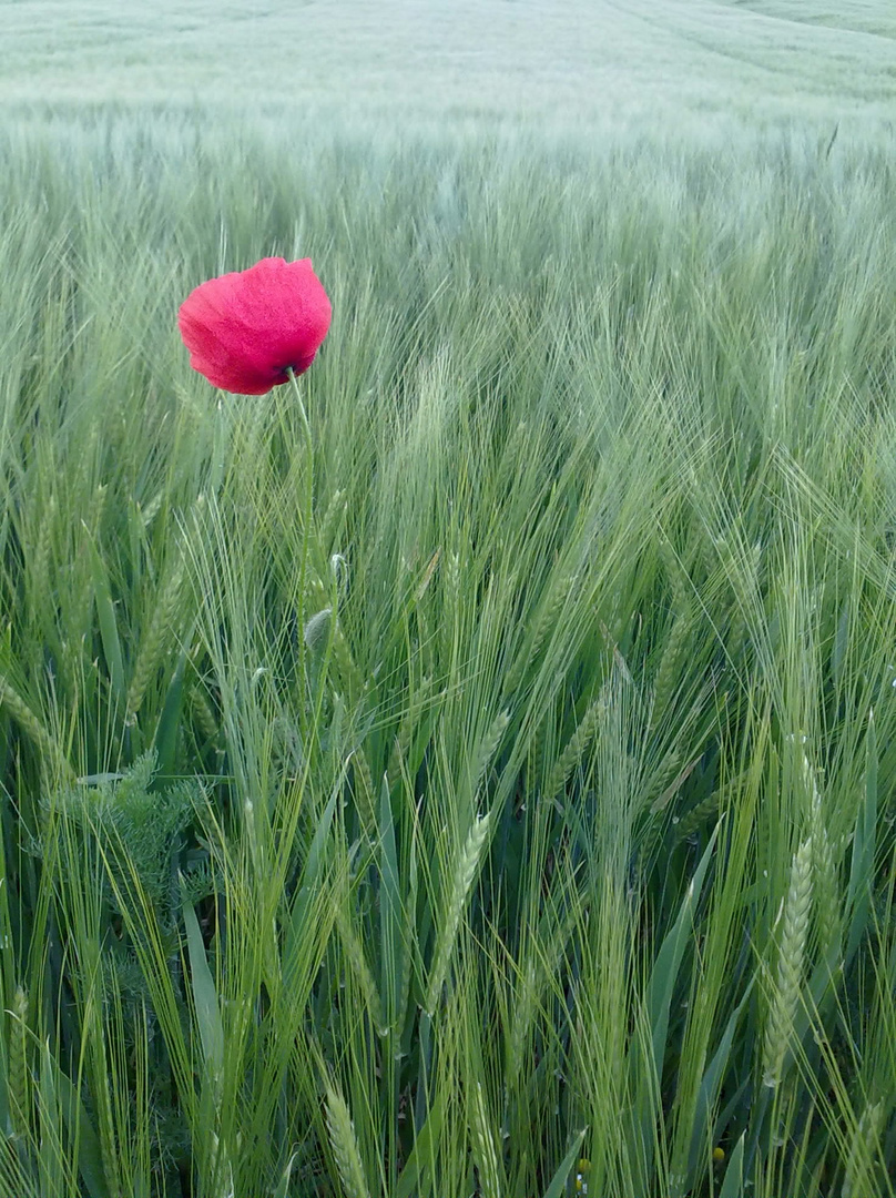 Die rote Blume