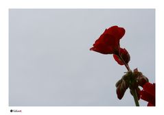 Die Rote Blume