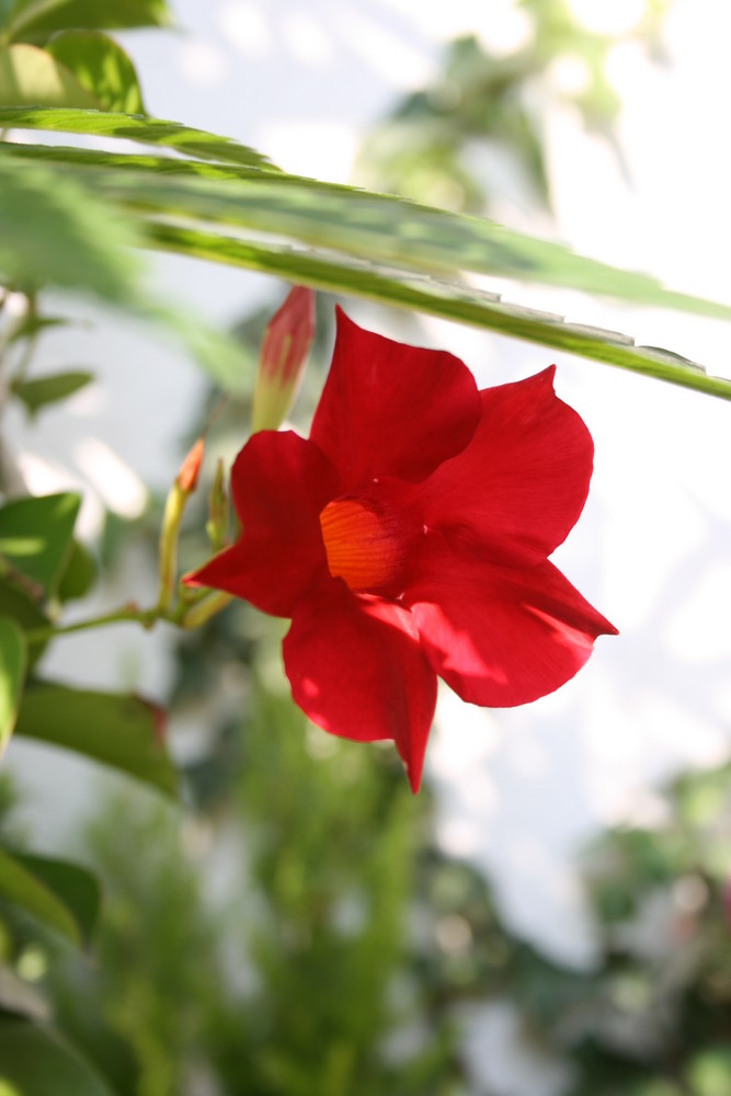 Die rote Blume in meinem Garten