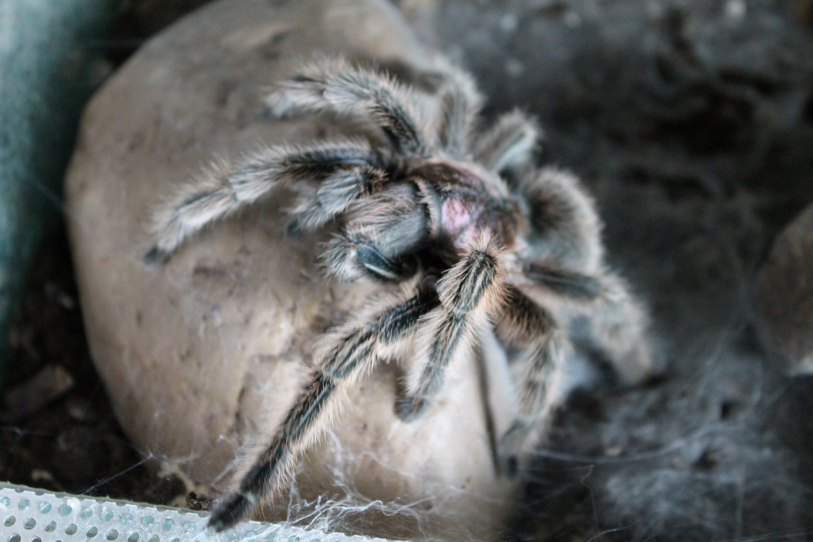 Die Rote Chile-Vogelspinne (Grammostola rosea)