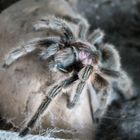 Die Rote Chile-Vogelspinne (Grammostola rosea)