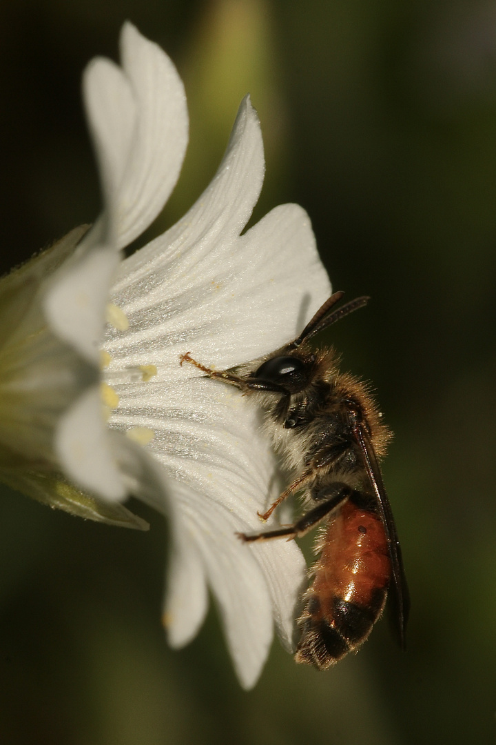 Die Rote Ehrenpreis-Sandbiene (Andrena labiata) - ...