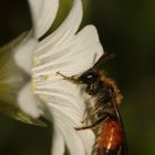 Die Rote Ehrenpreis-Sandbiene (Andrena labiata) - ...