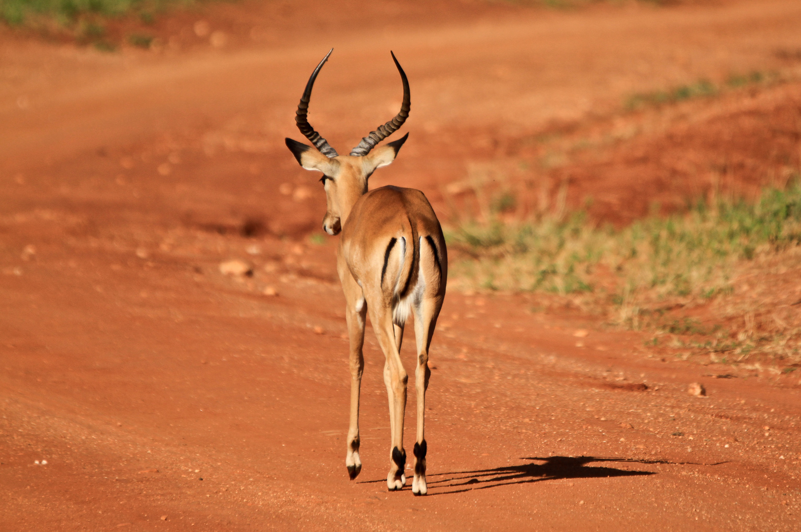 Die Rote Erde von Tsavo