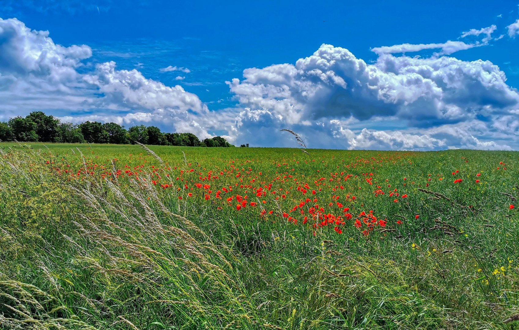 Die rote Farbe des Sommers