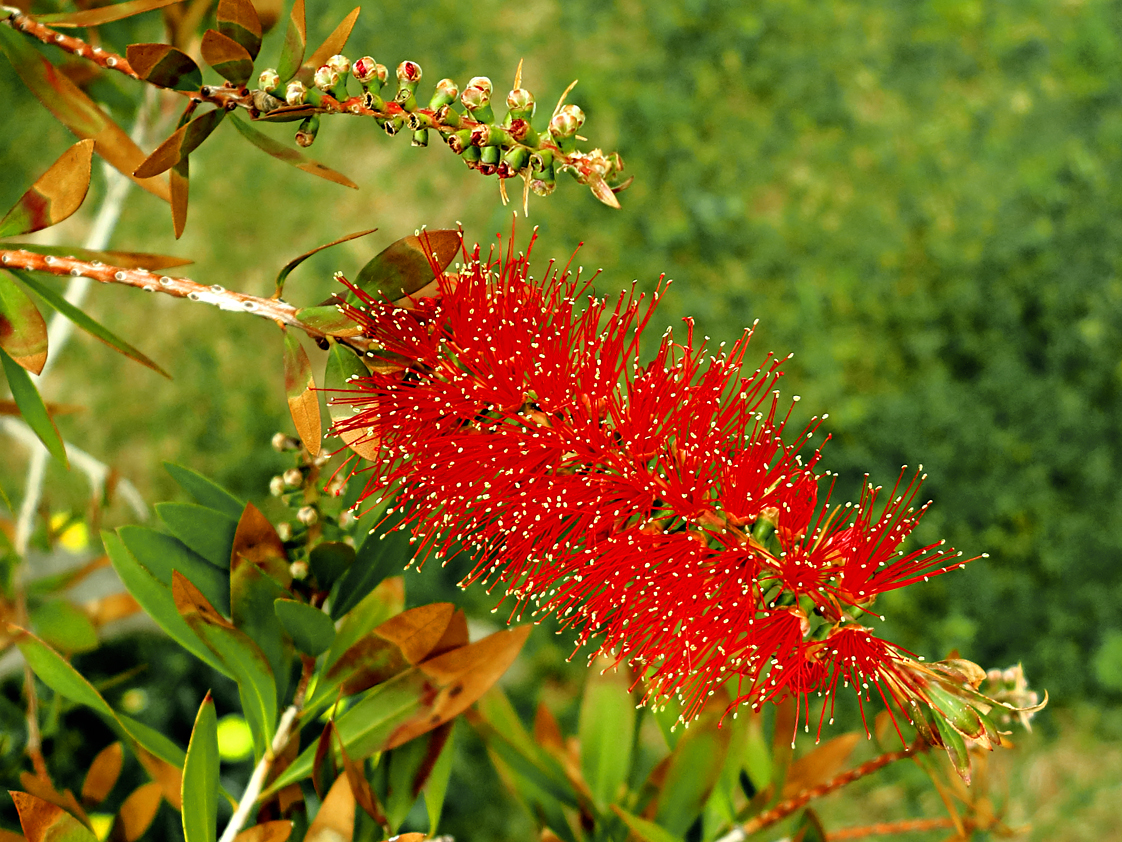 Die rote 'Flaschenbürste'   /   Lo 'scovolino' rosso