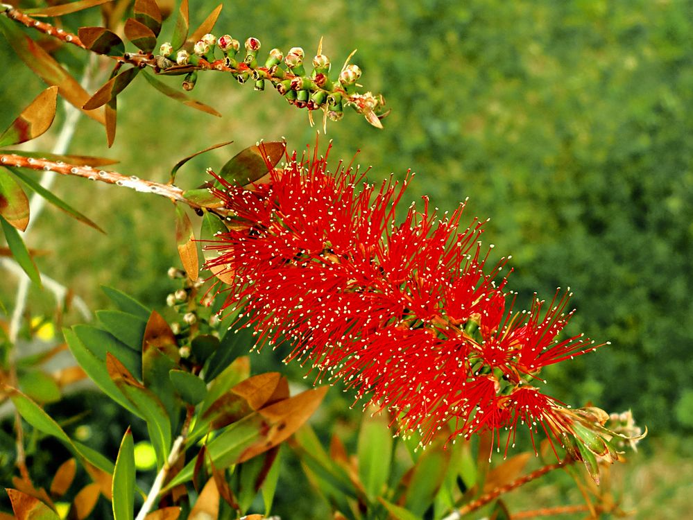 Die rote 'Flaschenbürste'   /   Lo 'scovolino' rosso