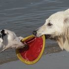 Die rote Frisbee-Scheibe haben wir natürlich auch ....