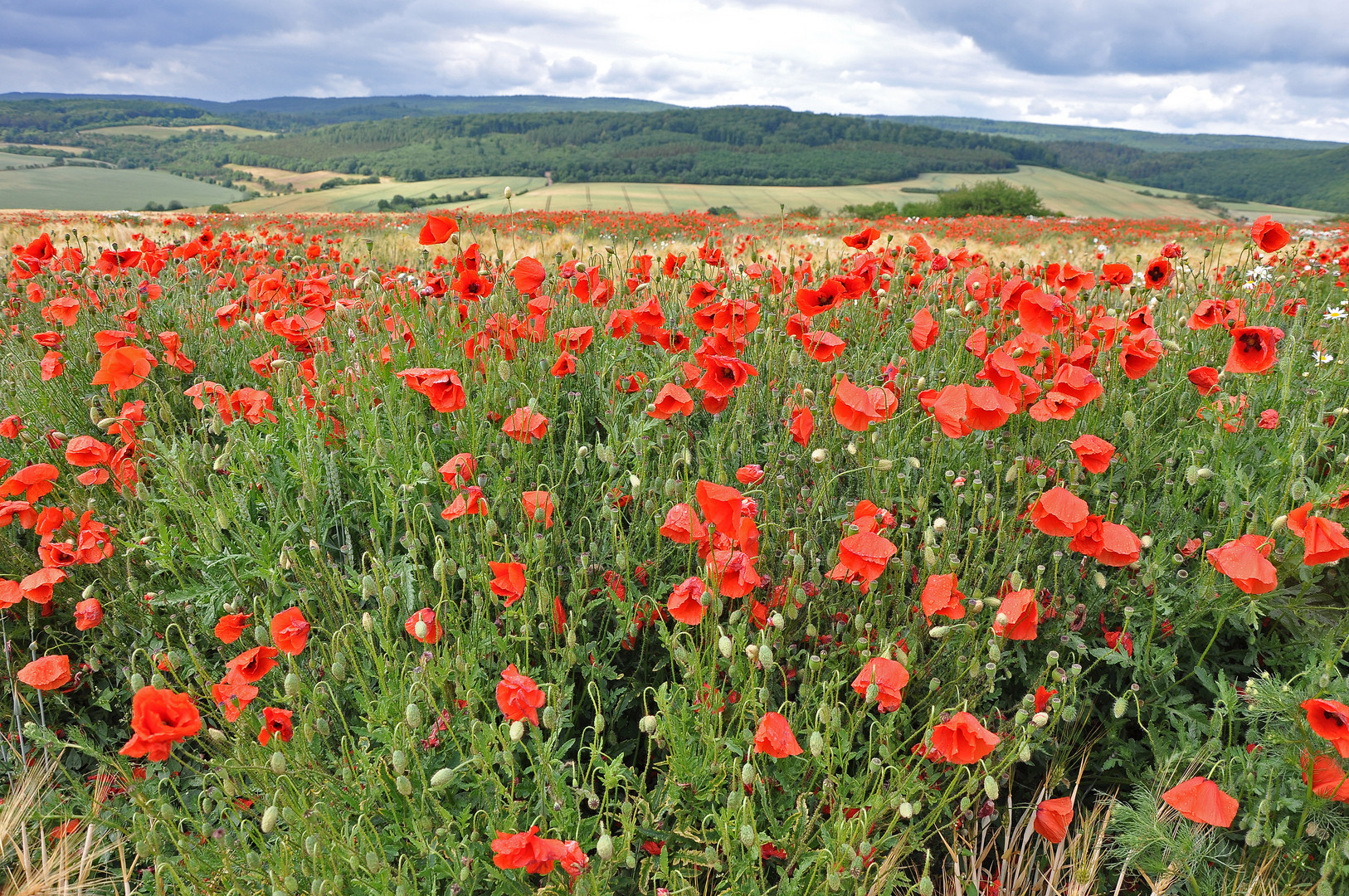 Die "Rote Front"