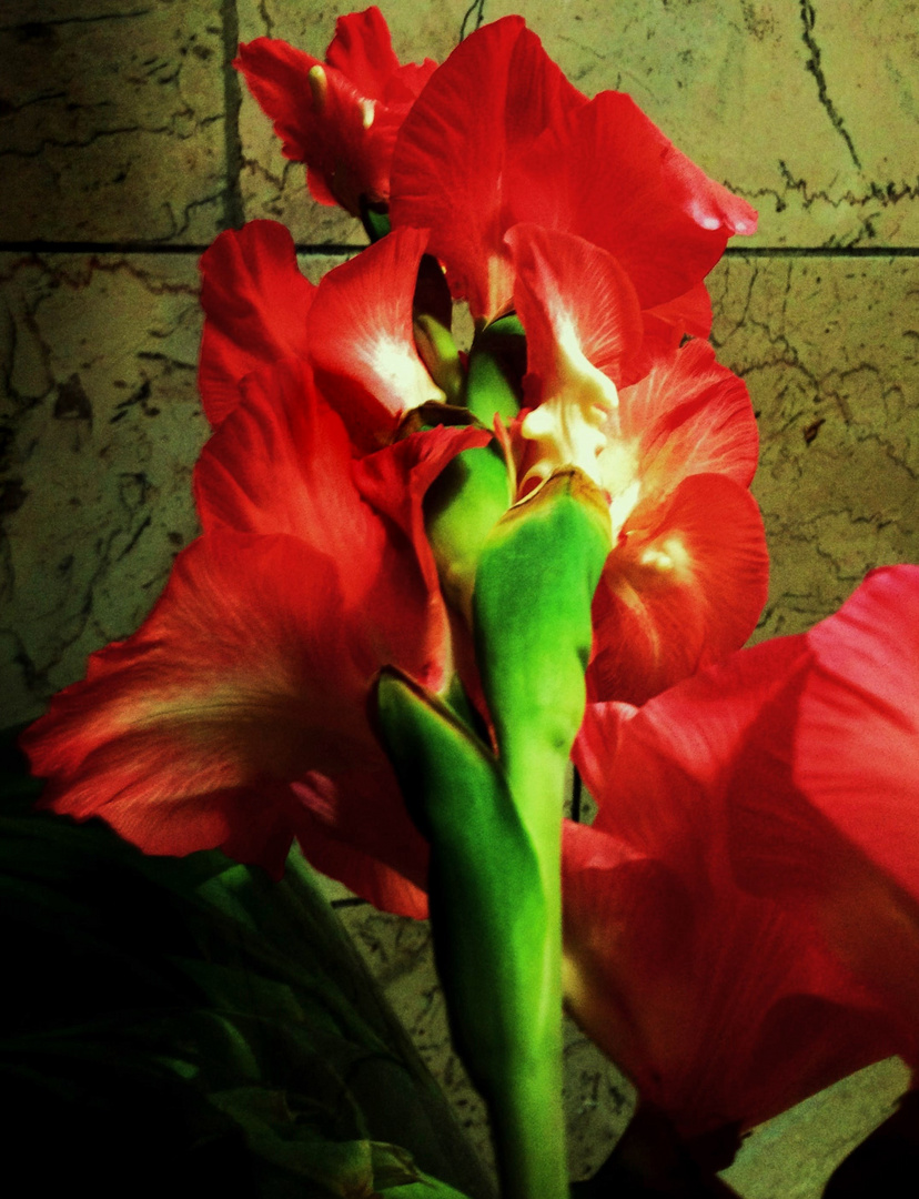 die rote Gladiole