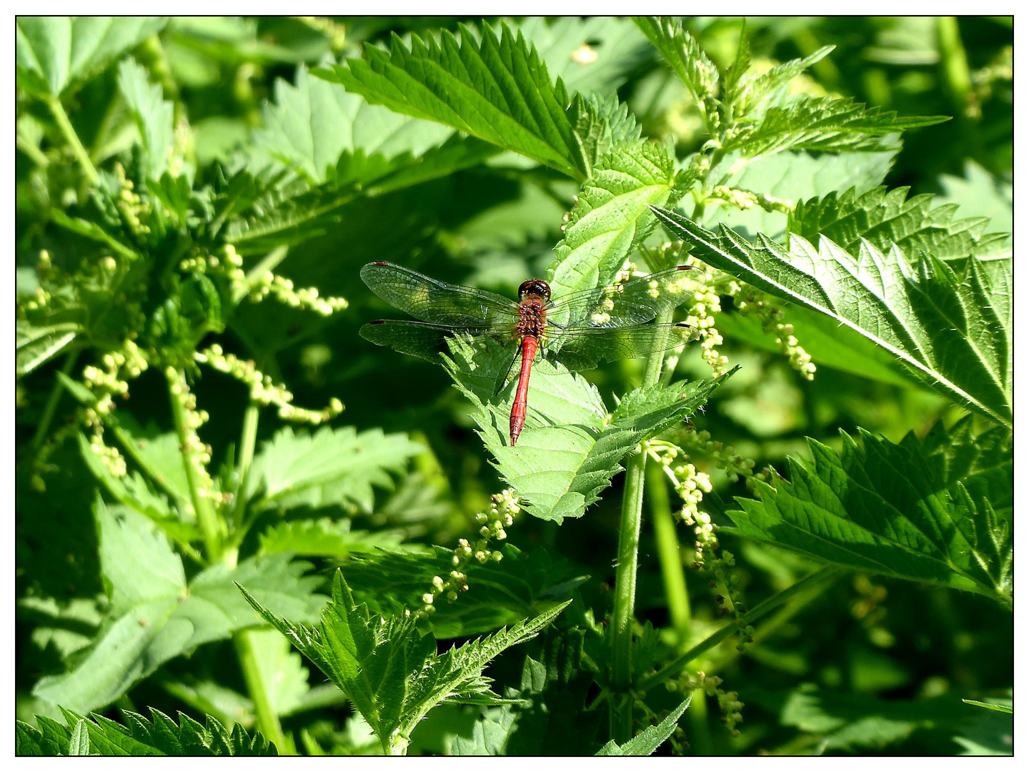 Die rote Heidelibelle