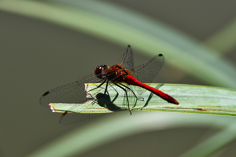 die rote Heidelibelle mit Schattenspiel