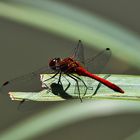 die rote Heidelibelle mit Schattenspiel