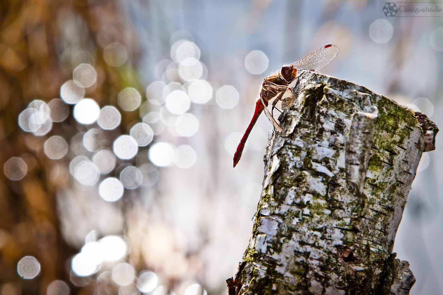 die Rote im Filz