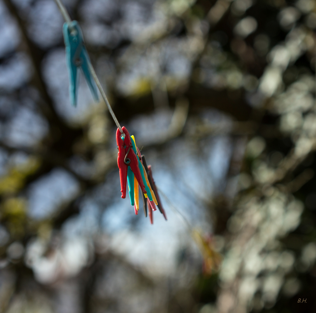 Die Rote im Wind