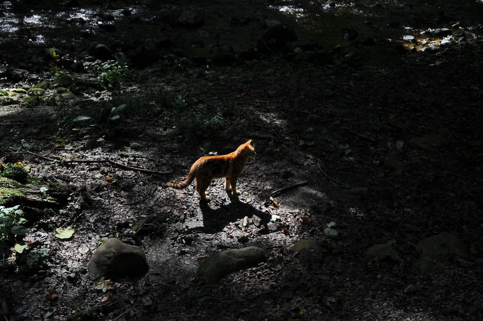 Die rote Katze im Wald