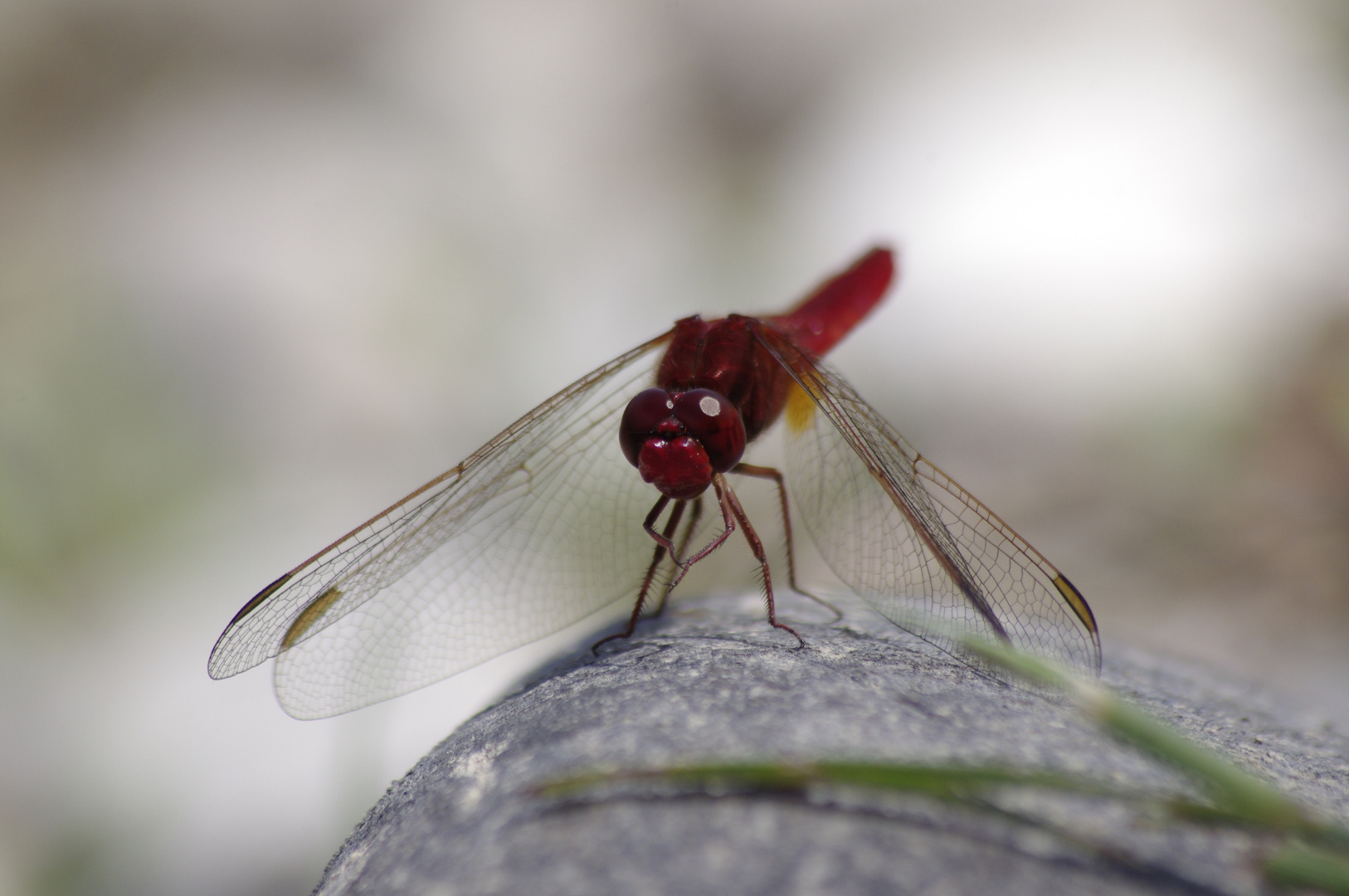 Die Rote Libelle