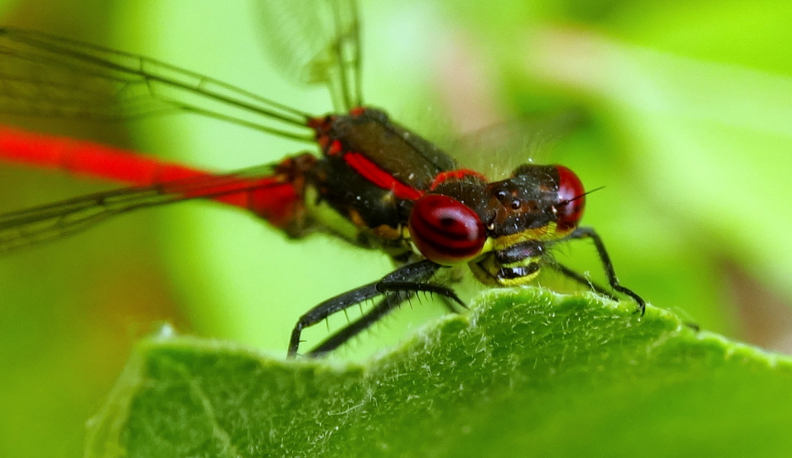 die rote Libelle