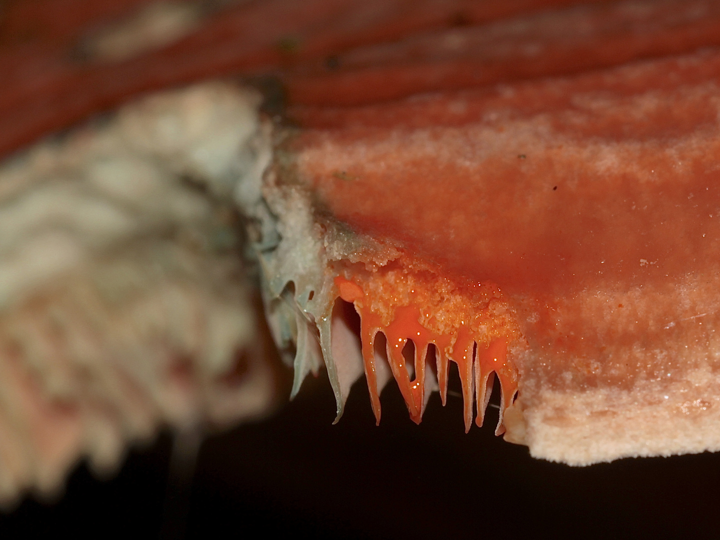 Die rote Milch des Fichtenreizkers (Lactarius deterrimus) ...